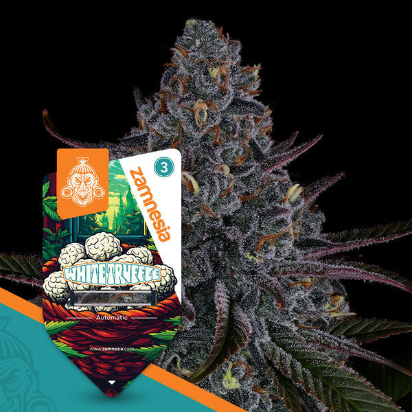 White Truffle Autoflower (Zamnesia Seeds) feminizada