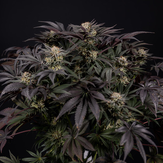 Black Diamond (Zamnesia Seeds) feminizada