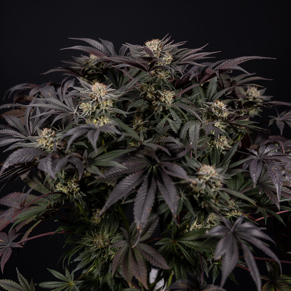 Black Diamond (Zamnesia Seeds) feminizada
