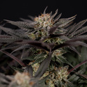 Black Diamond (Zamnesia Seeds) feminizada