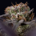 Black Diamond (Zamnesia Seeds) feminizada