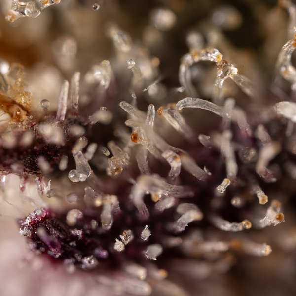 Black Diamond (Zamnesia Seeds) feminizada