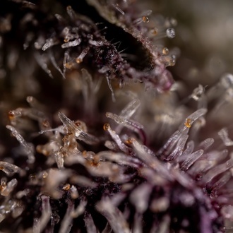 Black Diamond (Zamnesia Seeds) feminizada