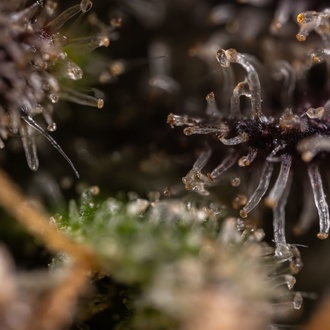 Black Diamond (Zamnesia Seeds) feminizada