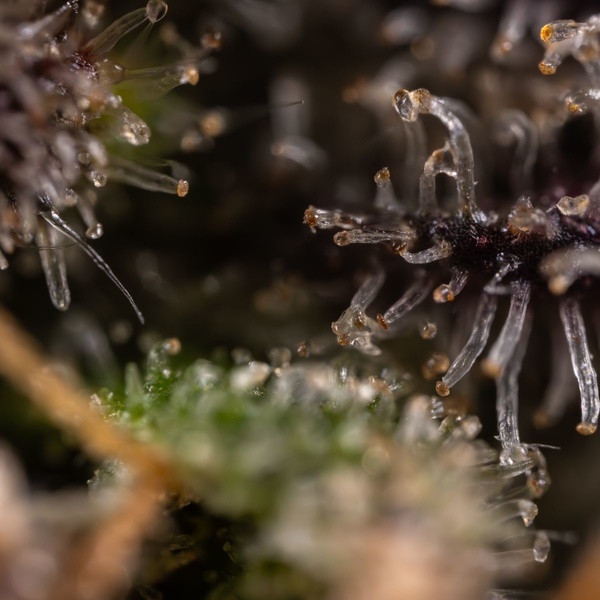 Black Diamond (Zamnesia Seeds) feminizada