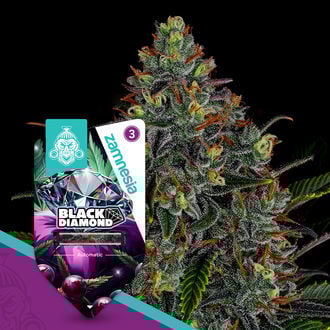 Black Diamond Autoflorescente (Zamnesia Seeds) Feminizada