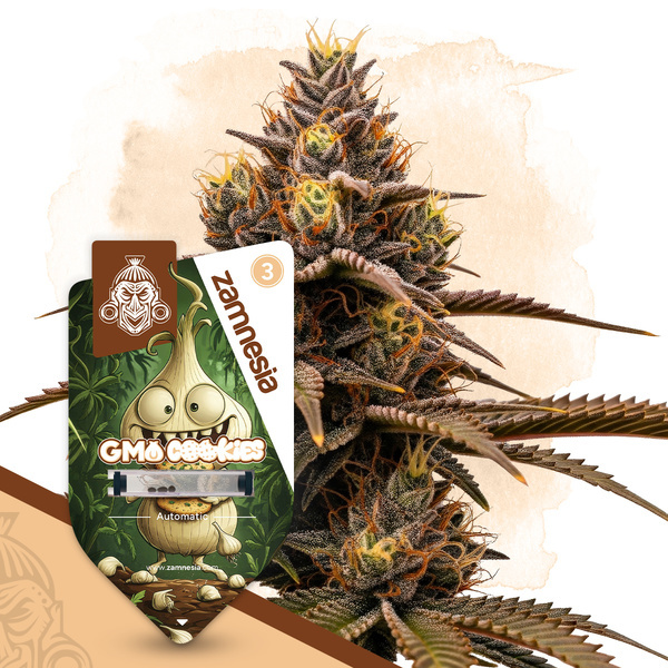 GMO Cookies Autoflorescente (Zamnesia Seeds) feminizada
