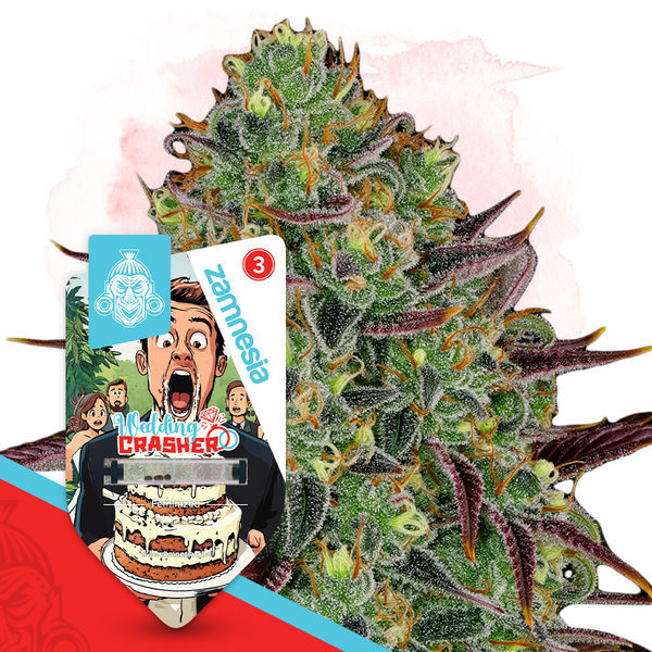 Wedding Crasher (Zamnesia Seeds) feminizada