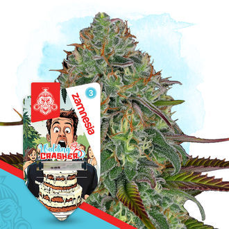 Wedding Crasher Autoflower (Zamnesia Seeds) feminizada