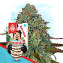 Wedding Crasher Autoflower (Zamnesia Seeds) feminizada
