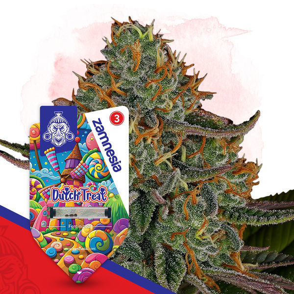 Dutch Treat (Zamnesia Seeds) Feminizada