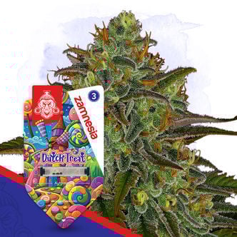 Dutch Treat Automatic (Zamnesia Seeds) feminized