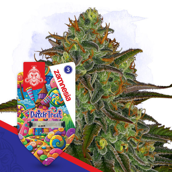 Dutch Treat Autoflorescente (Zamnesia Seeds) Feminizada