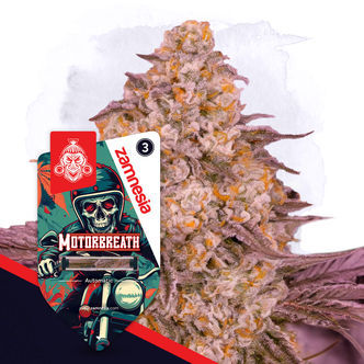 Motorbreath Automatic (Zamnesia Seeds) feminizada