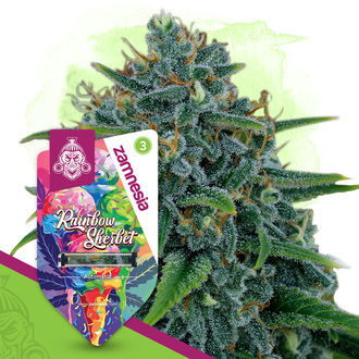 Rainbow Sherbet Autoflower (Zamnesia Seeds) feminizada