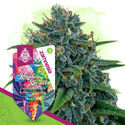 Rainbow Sherbet Autoflower (Zamnesia Seeds) feminizada