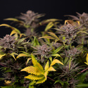 Rainbow Sherbet Autoflower (Zamnesia Seeds) feminizada