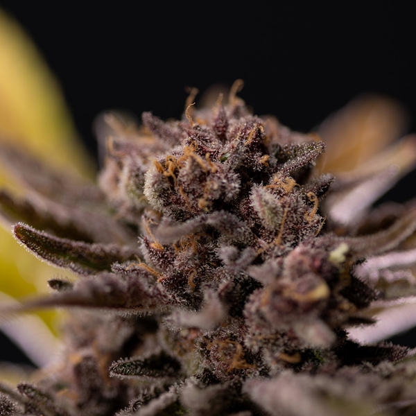 Rainbow Sherbet Autoflower (Zamnesia Seeds) feminizada