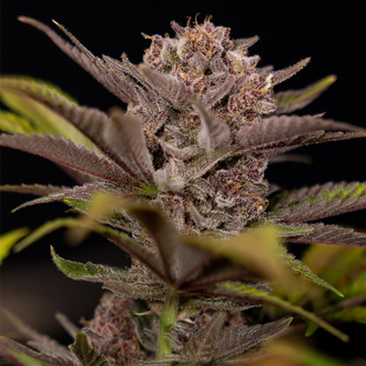 Rainbow Sherbet Autoflower (Zamnesia Seeds) feminizada