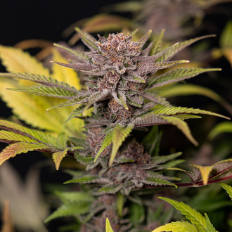 Rainbow Sherbet Autoflower (Zamnesia Seeds) feminizada