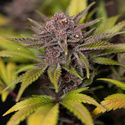 Rainbow Sherbet Autoflower (Zamnesia Seeds) feminizada