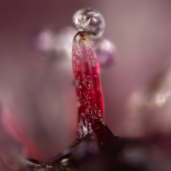 Rainbow Sherbet Autoflower (Zamnesia Seeds) feminizada