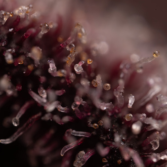 Rainbow Sherbet Autoflower (Zamnesia Seeds) feminizada