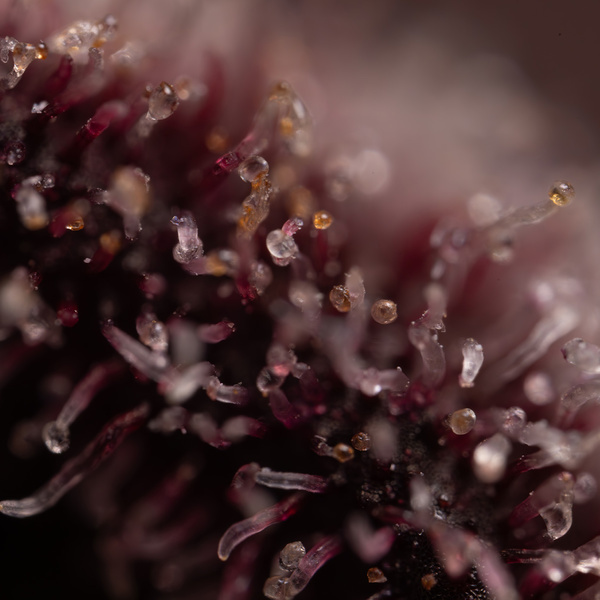 Rainbow Sherbet Autoflower (Zamnesia Seeds) feminizada