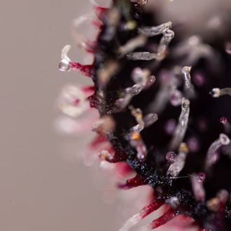 Rainbow Sherbet Autoflower (Zamnesia Seeds) feminizada