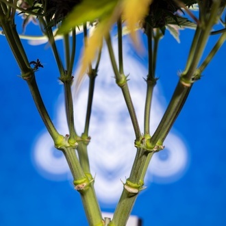 Rainbow Sherbet Autoflower (Zamnesia Seeds) feminizada