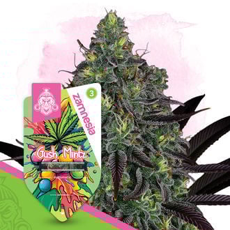 Gush Mintz Autoflorescente (Zamnesia Seeds) feminizada