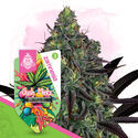 Gush Mintz Autoflorescente (Zamnesia Seeds) feminizada