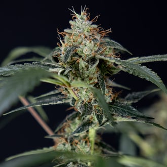 Gush Mintz Autoflorescente (Zamnesia Seeds) feminizada