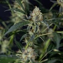 Gush Mintz Autoflorescente (Zamnesia Seeds) feminizada