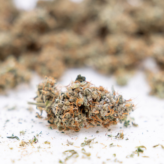 Gush Mintz Autoflorescente (Zamnesia Seeds) feminizada