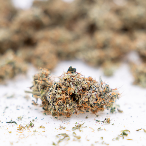 Gush Mintz Autoflorescente (Zamnesia Seeds) feminizada