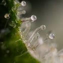 Gush Mintz Autoflorescente (Zamnesia Seeds) feminizada