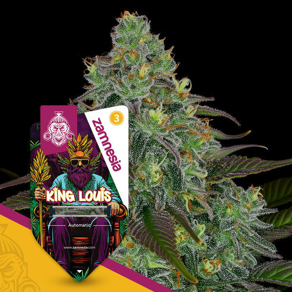 King Louis Autoflower (Zamnesia Seeds) Feminizada
