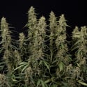 King Louis Autoflower (Zamnesia Seeds) Feminizada