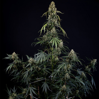 King Louis Autoflower (Zamnesia Seeds) Feminizada