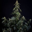 King Louis Autoflower (Zamnesia Seeds) Feminizada