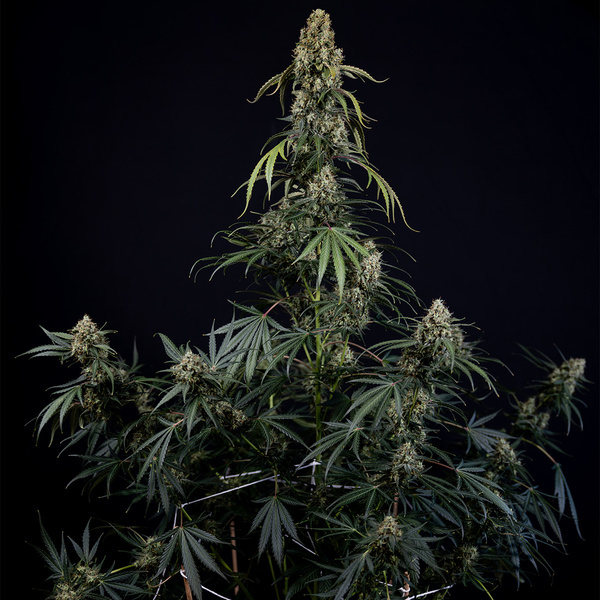 King Louis Autoflower (Zamnesia Seeds) Feminizada