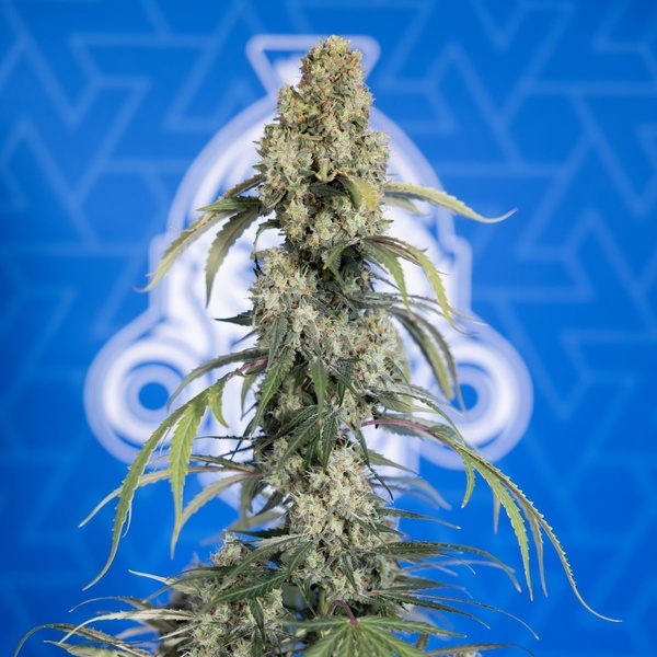 King Louis Autoflower (Zamnesia Seeds) Feminizada