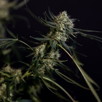 King Louis Autoflower (Zamnesia Seeds) Feminizada