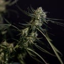 King Louis Autoflower (Zamnesia Seeds) Feminizada