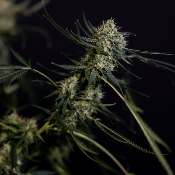 King Louis Autoflower (Zamnesia Seeds) Feminizada
