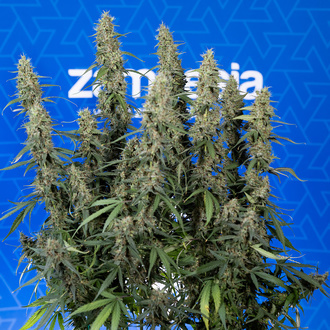 King Louis Autoflower (Zamnesia Seeds) Feminizada