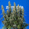 King Louis Autoflower (Zamnesia Seeds) Feminizada