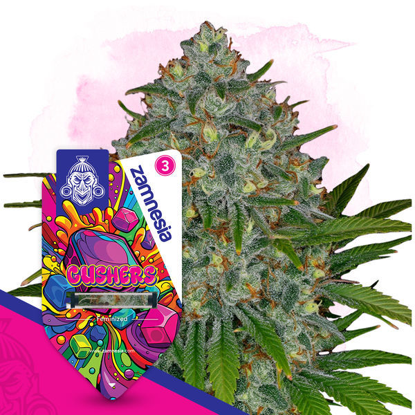 Gushers (Zamnesia Seeds) feminizada