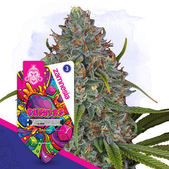 Gushers Autoflower (Sementes Zamnesia) feminizada